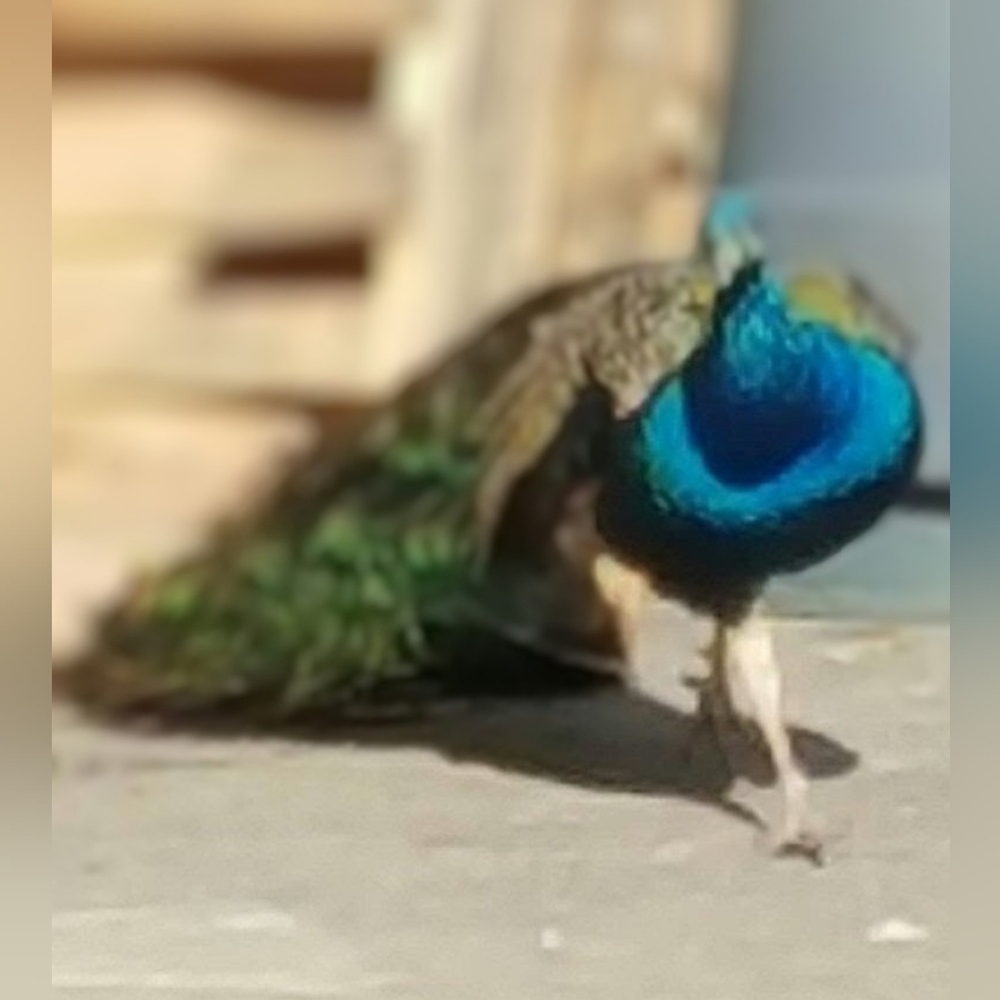 Womens Chic Clothing and Accessories - Plus Home Treasures - Vintage/Retro/Mod!